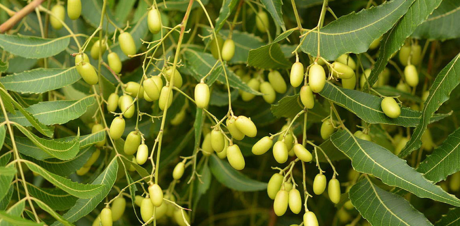 Neem tree - A photo of a neem tree, also known as Azadirachta indica. It features a medium to large-sized evergreen tree with a dense canopy of dark green leaves. The leaves are compound, with numerous leaflets arranged in pairs. The tree produces clusters of small, fragrant flowers that are typically white or pale yellow in color, and small, olive-like fruits that turn yellow when ripe