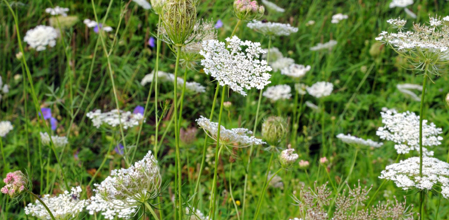 Queen Anne's Lace - A photo of Queen Anne's Lace, also known as Daucus carota, a biennial herbaceous plant with lacy, fern-like leaves and clusters of small, white flowers that form an umbrella-shaped inflorescence. The flowers have a central purple or dark red floret, surrounded by clusters of smaller white florets, giving the appearance of a lace-like pattern. The plant typically has a sturdy, hairy stem and can grow up to several feet in height